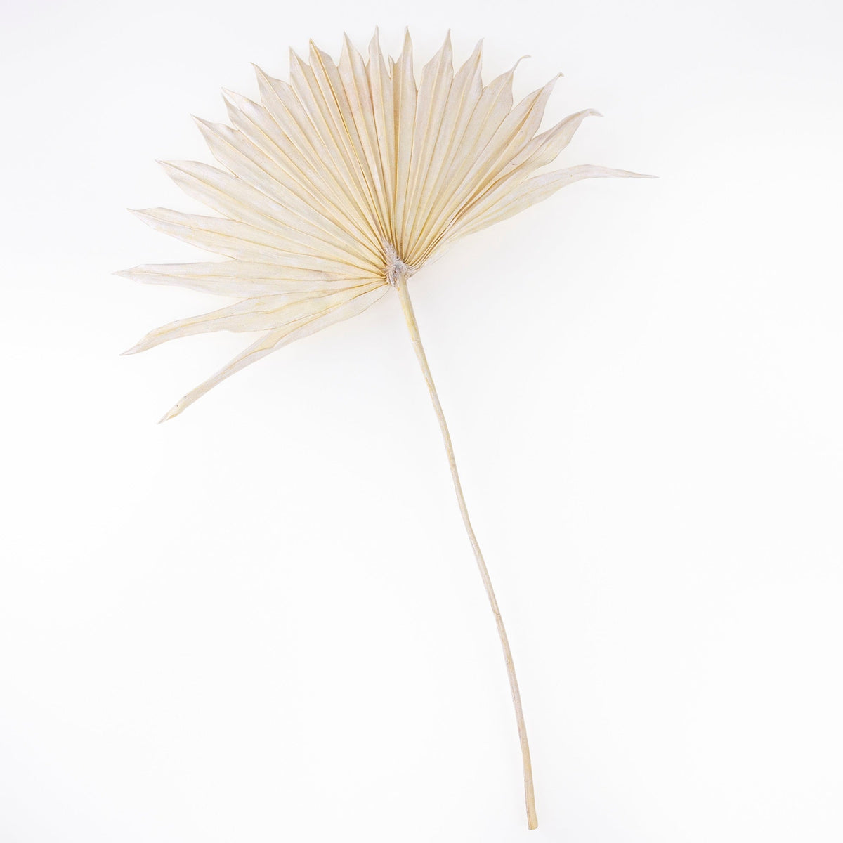 Bleached Sun Palms Bundle