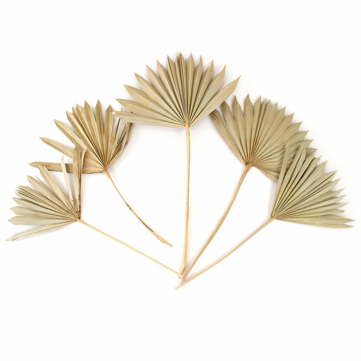 Natural Sun Palms Bundle