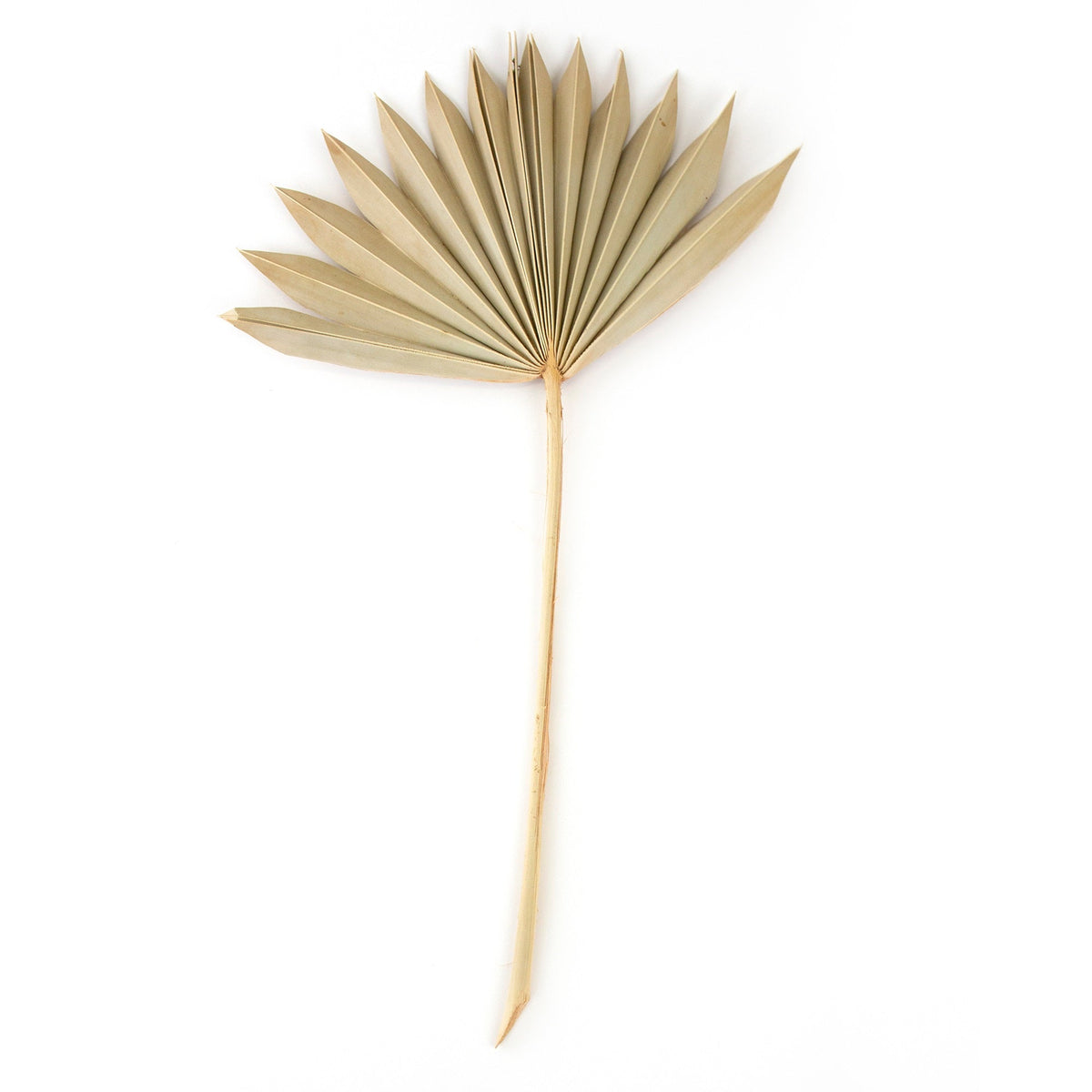 Natural Sun Palms Bundle