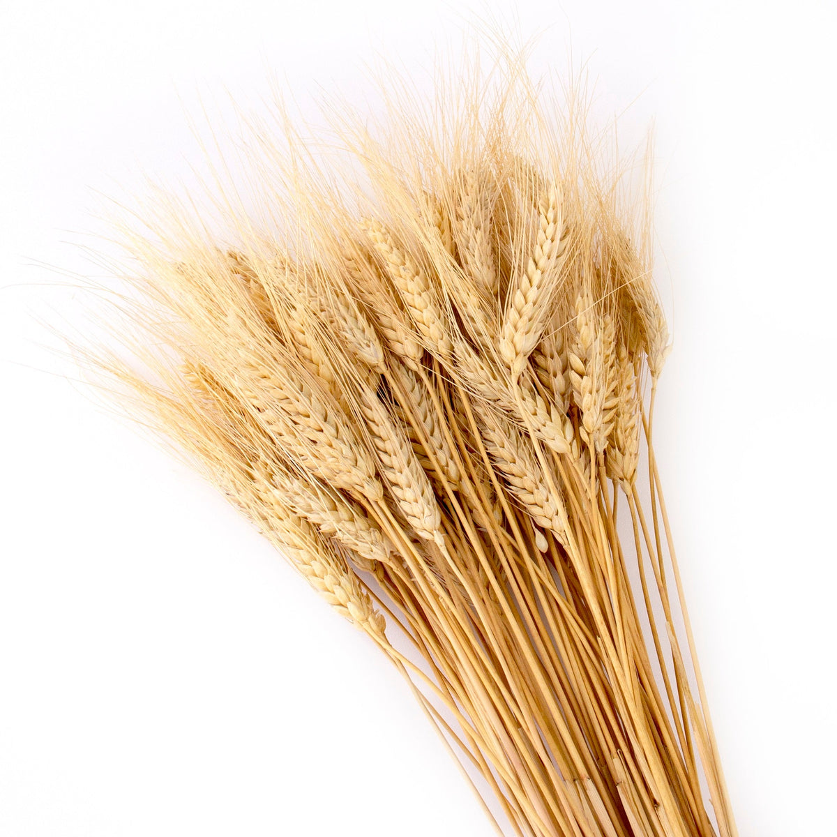 Dried Wheat Bundle