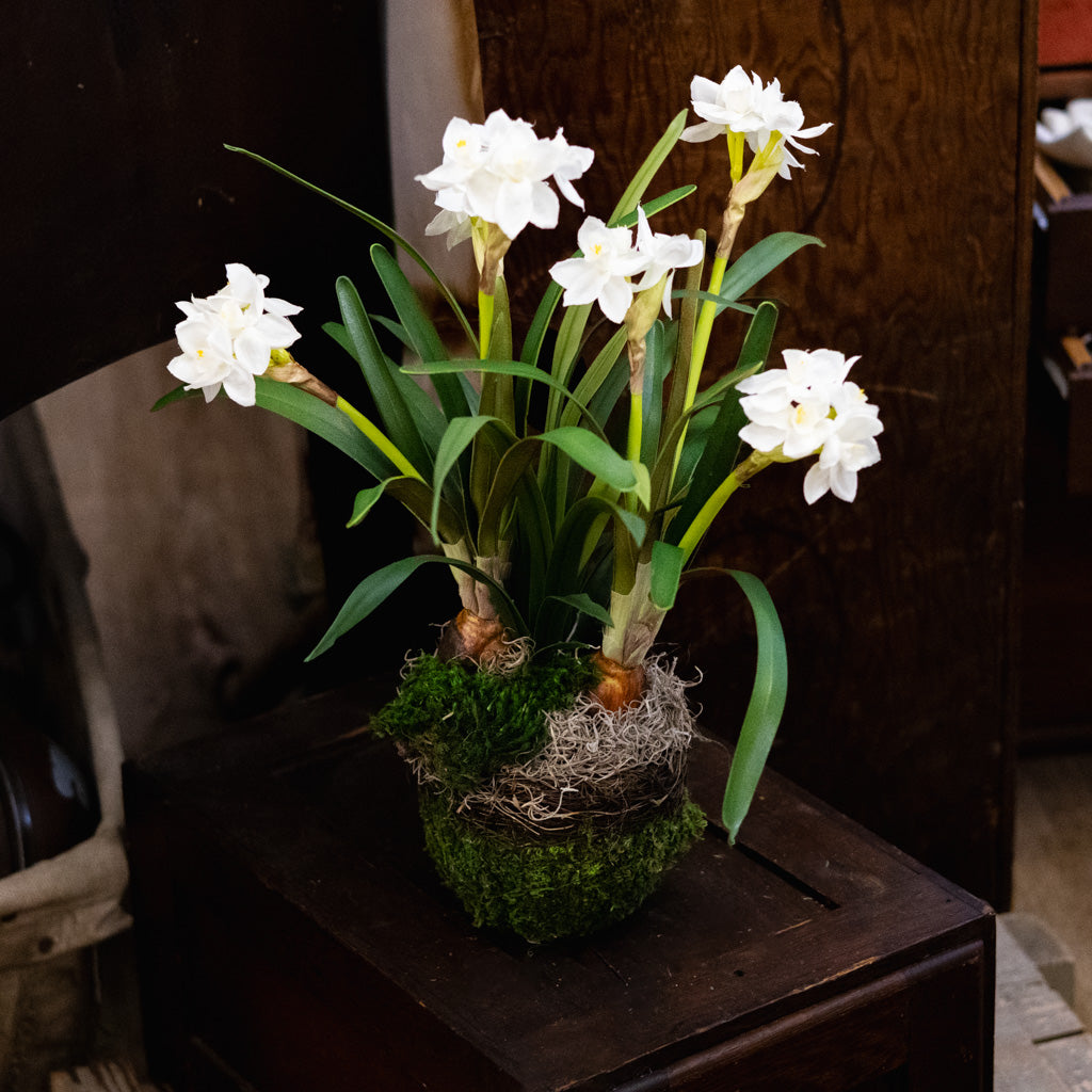 Double Paperwhite Potted