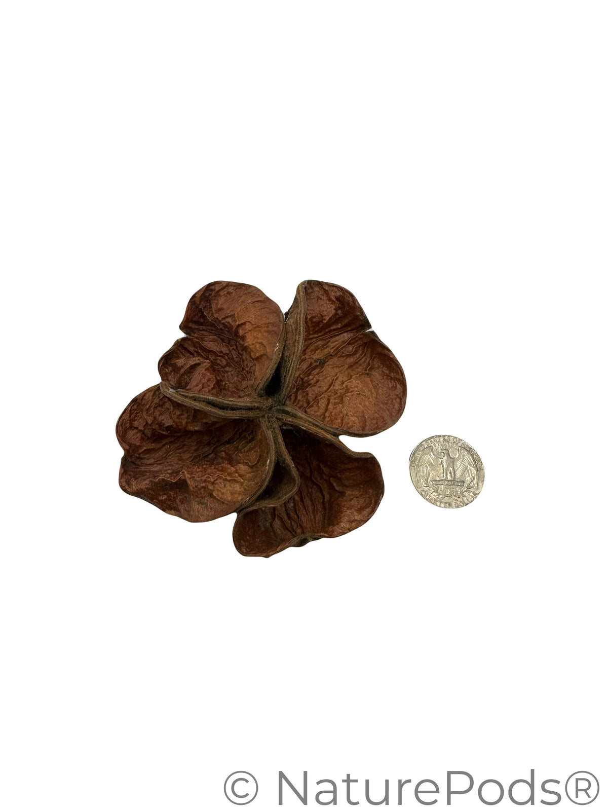 Land Lotus Pod