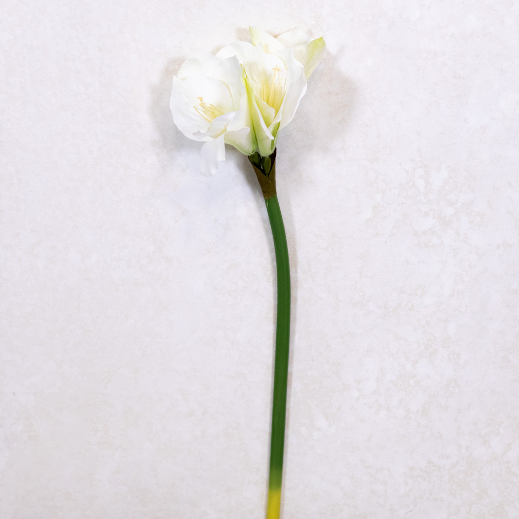 Amaryllis White Green Stem