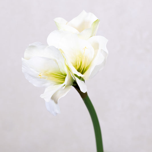 Amaryllis White Green Stem