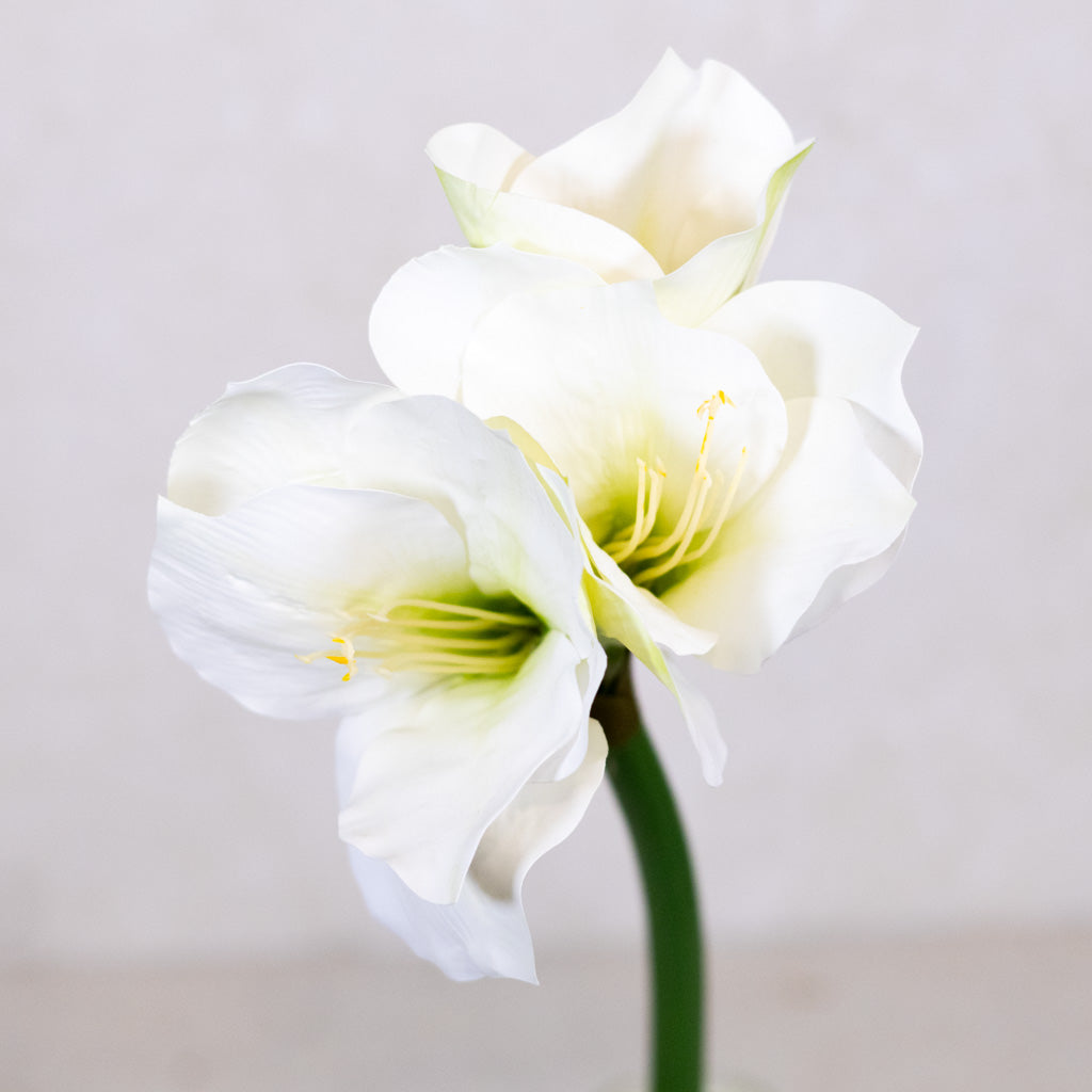Amaryllis White Green Stem