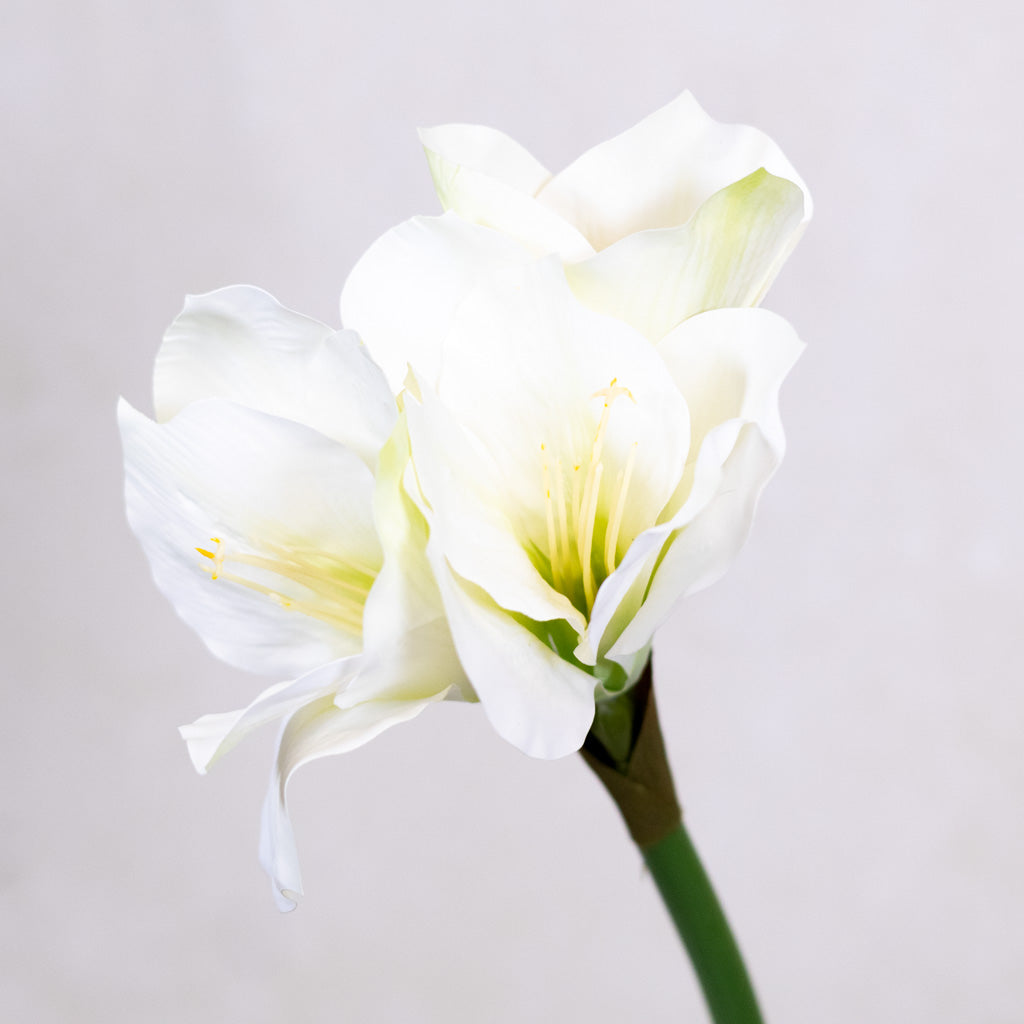 Amaryllis White Green Stem
