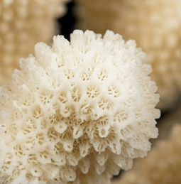 Cauliflower Coral (Pocillopora damicornis) - 3-14"