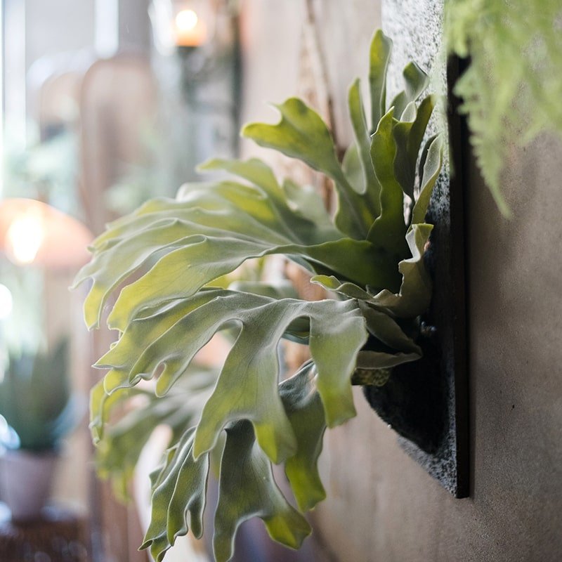Artificial Faux Fern Madagascar Staghorn Wood Board Hanging
