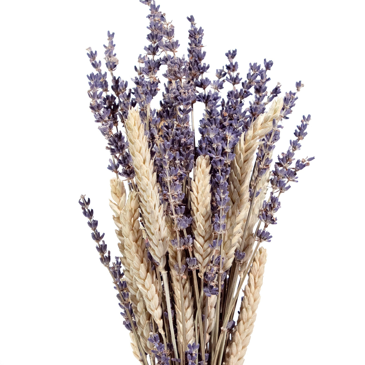 Lavender & Aveena Bundle