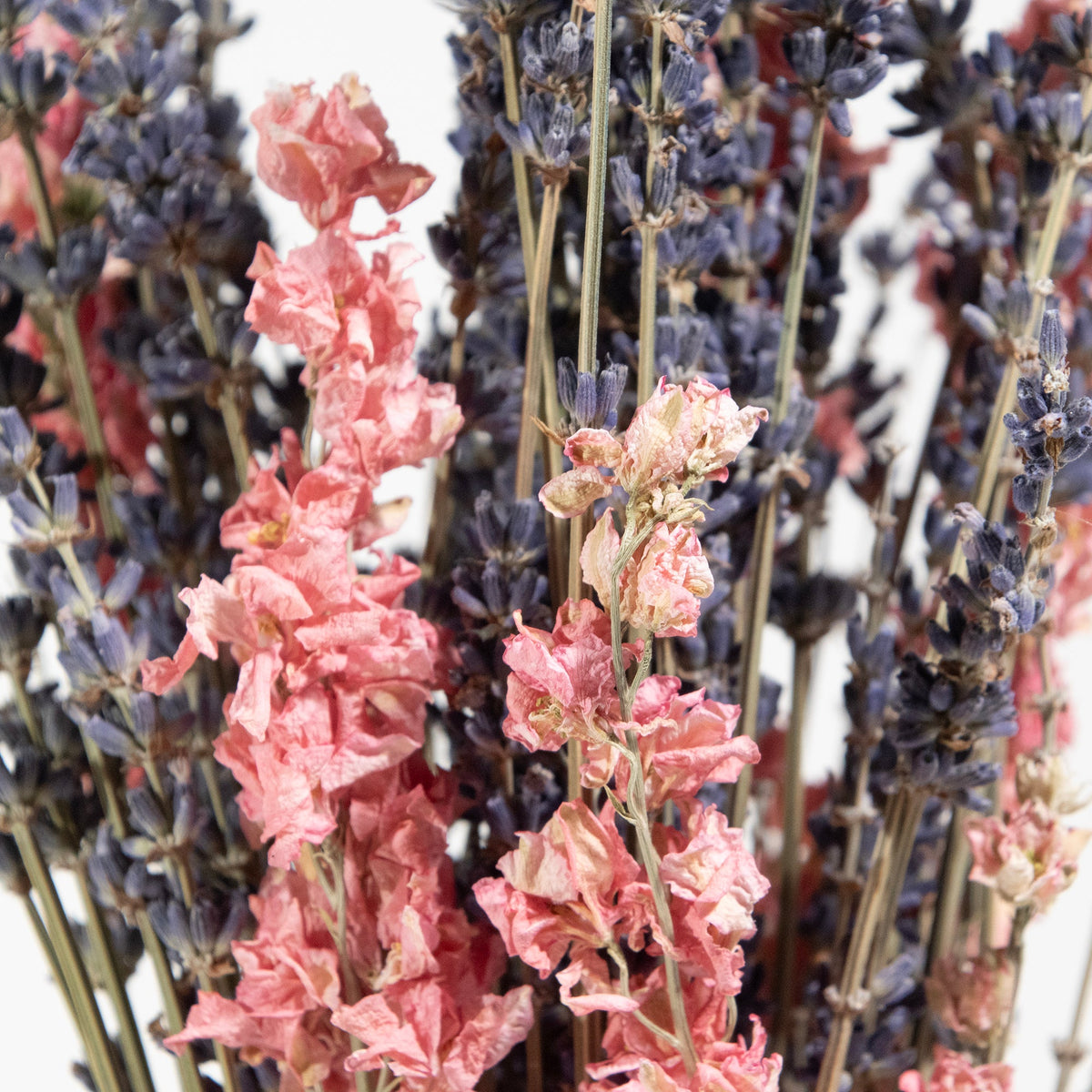 Lavender & Pink Larkspur Bundle