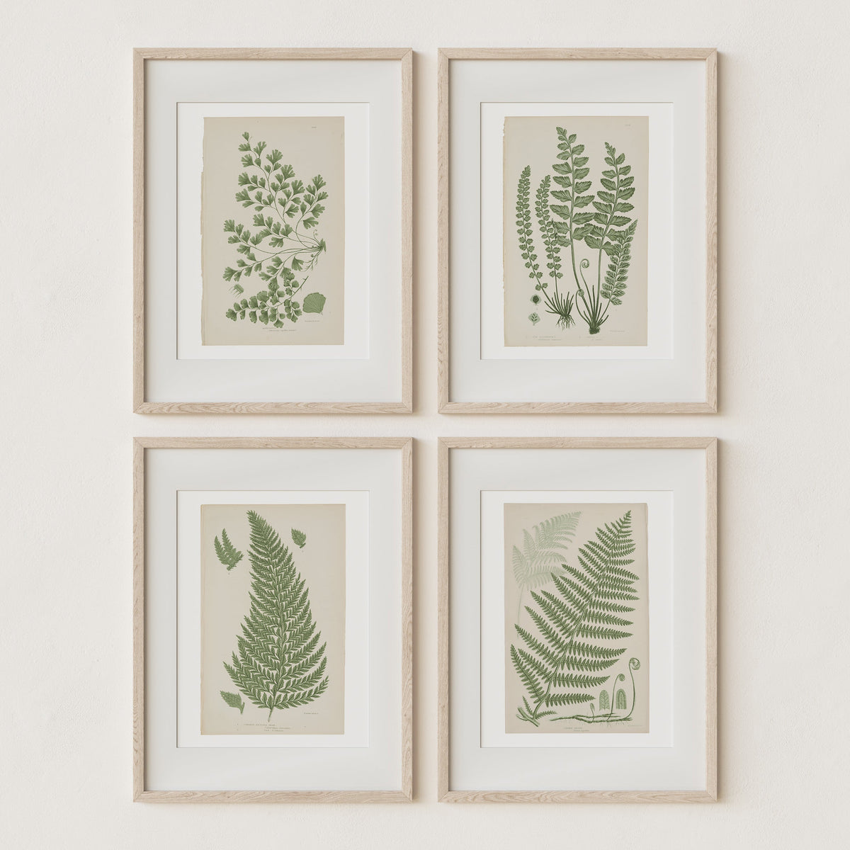Antique Ferns Set of 4 In French Gray and Green
