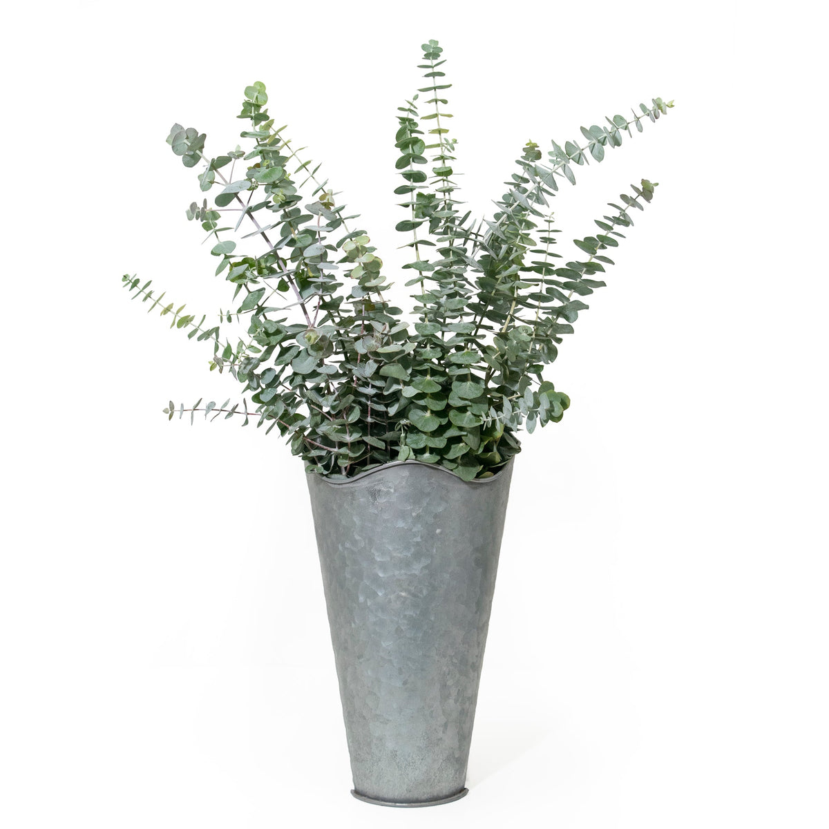 Fresh Fragrant Baby Blue Eucalyptus 12 Stems Bunch