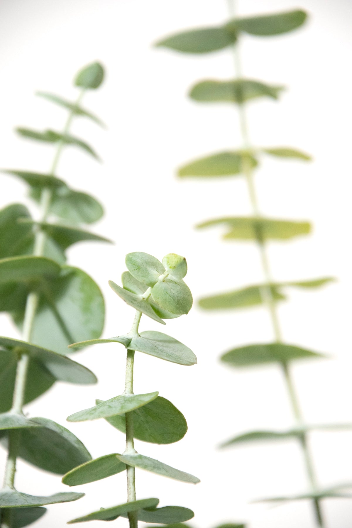 Fresh Fragrant Baby Blue Eucalyptus 12 Stems Bunch