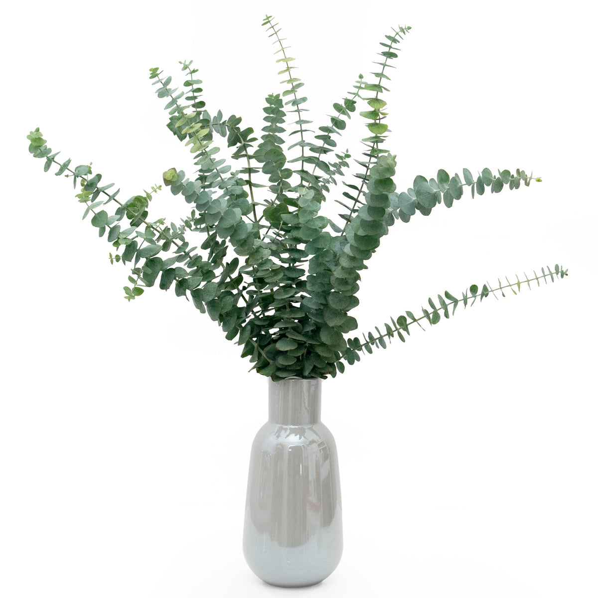 Fresh Fragrant Baby Blue Eucalyptus 12 Stems Bunch