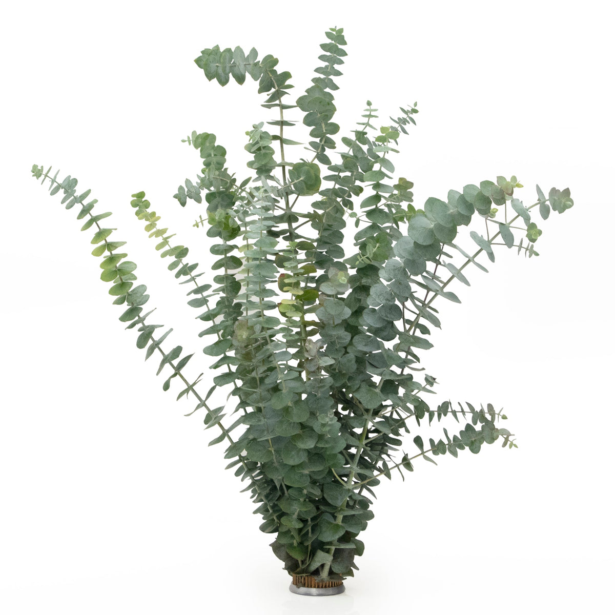 Fresh Fragrant Baby Blue Eucalyptus 12 Stems Bunch