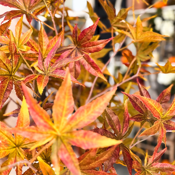 52 Inch Potted Foliage Maple Leaf Faux Tree