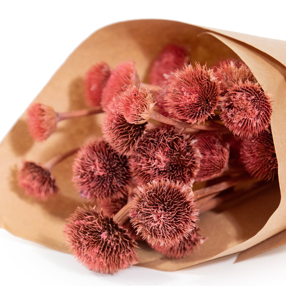 MINI Pink Wild Daisy Bundle