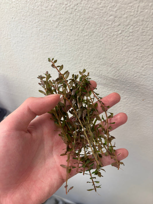Rotala Rotundifolia "Red" (8 stems)