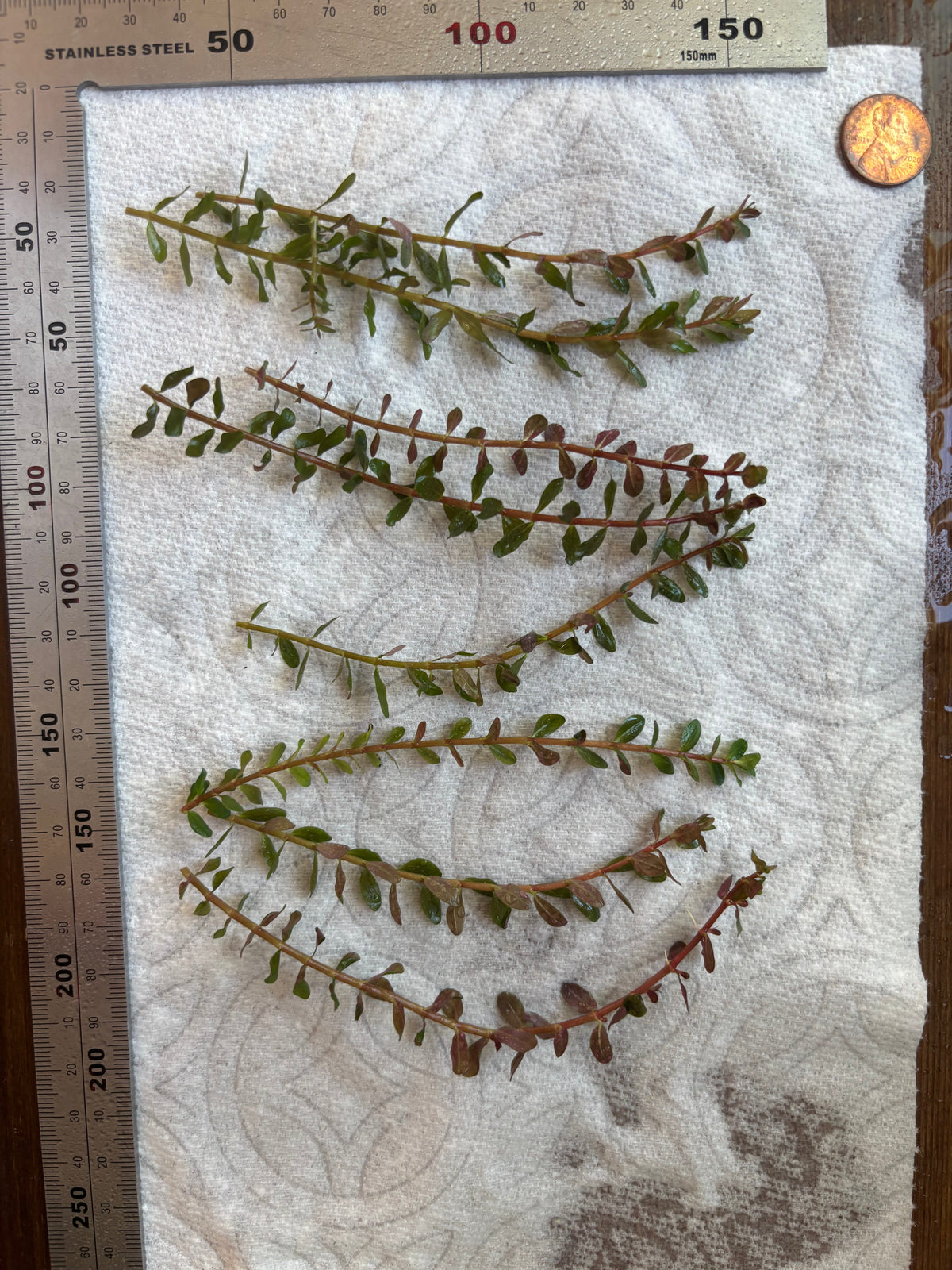 Rotala Rotundifolia "Red" (8 stems)