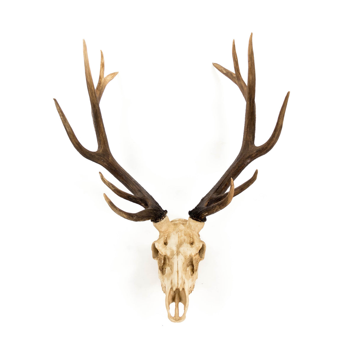Arden Deer Skull Wall Decor 45.5 in