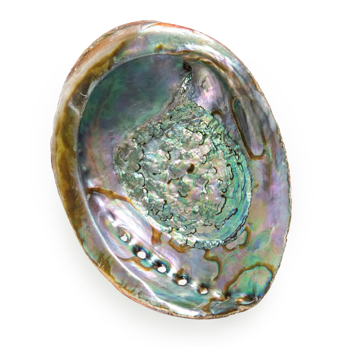 Abalone Shell