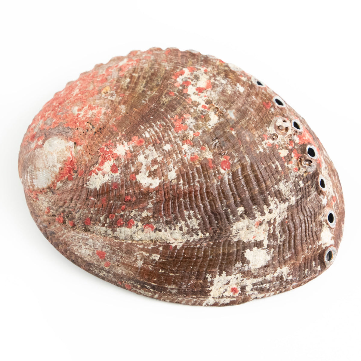 Abalone Shell