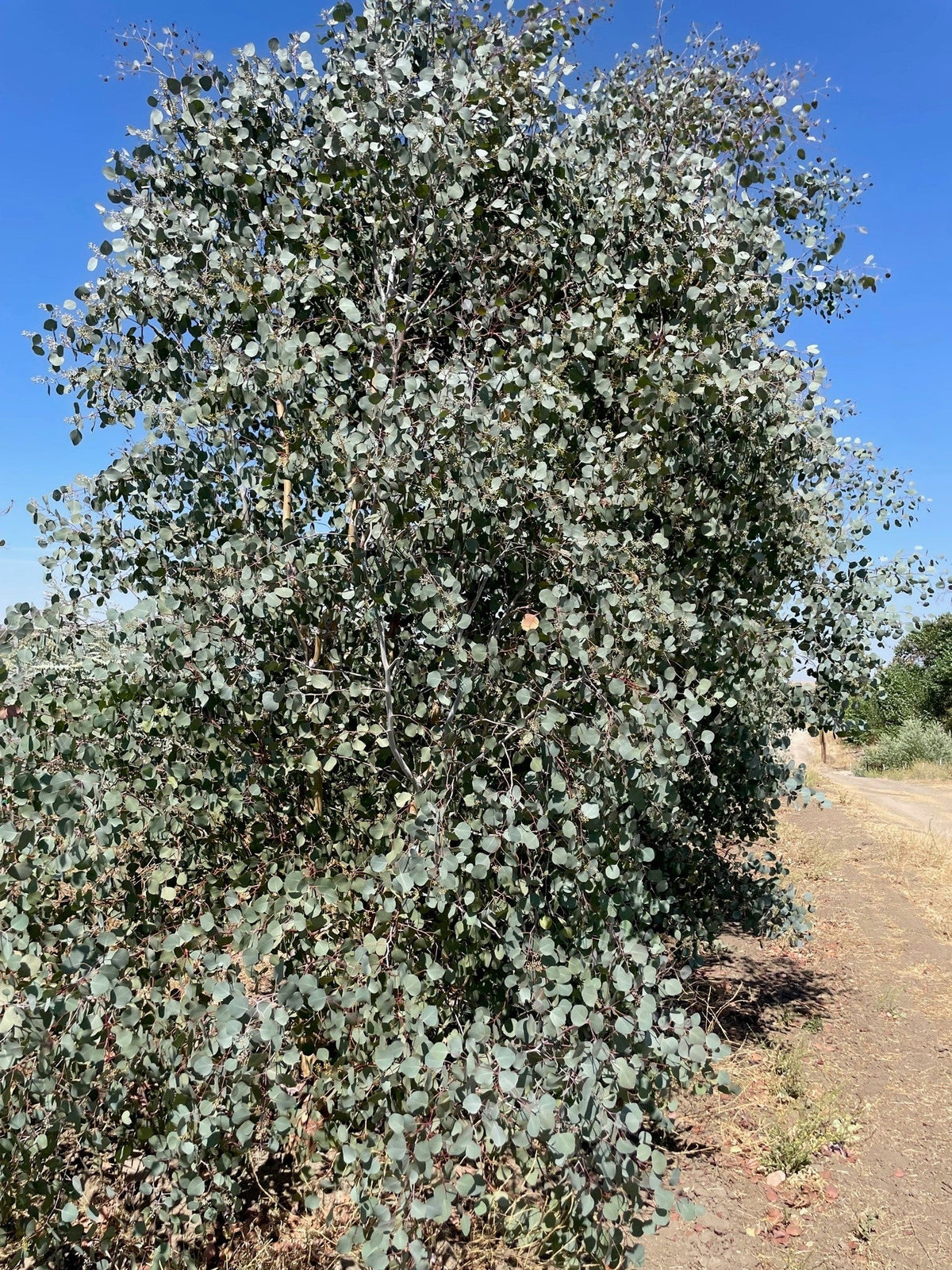 3 Bunches (30 Stems) Fresh Silver Dollar Eucalyptus