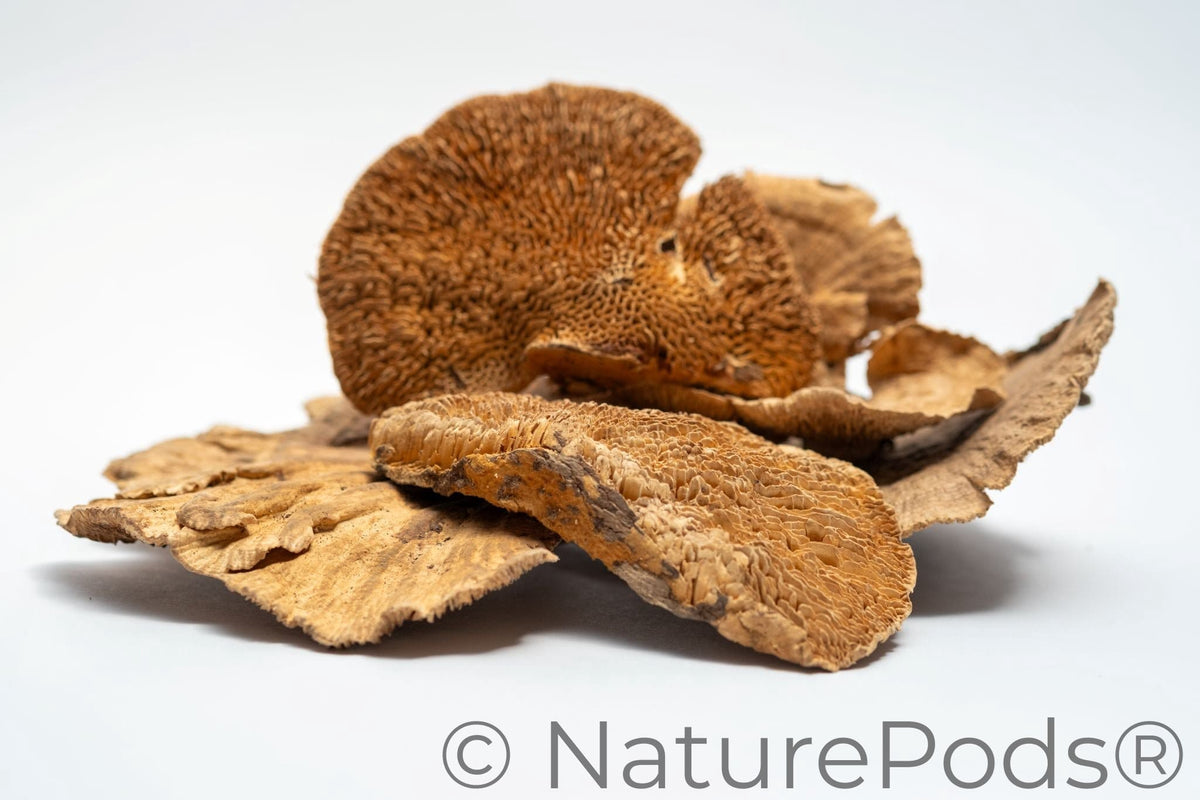 Sponge Mushroom Caps