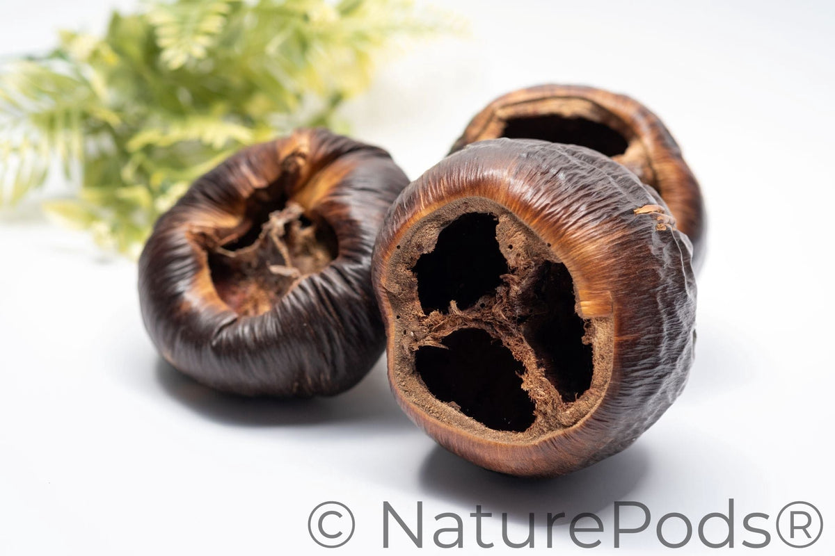 Talami Pod