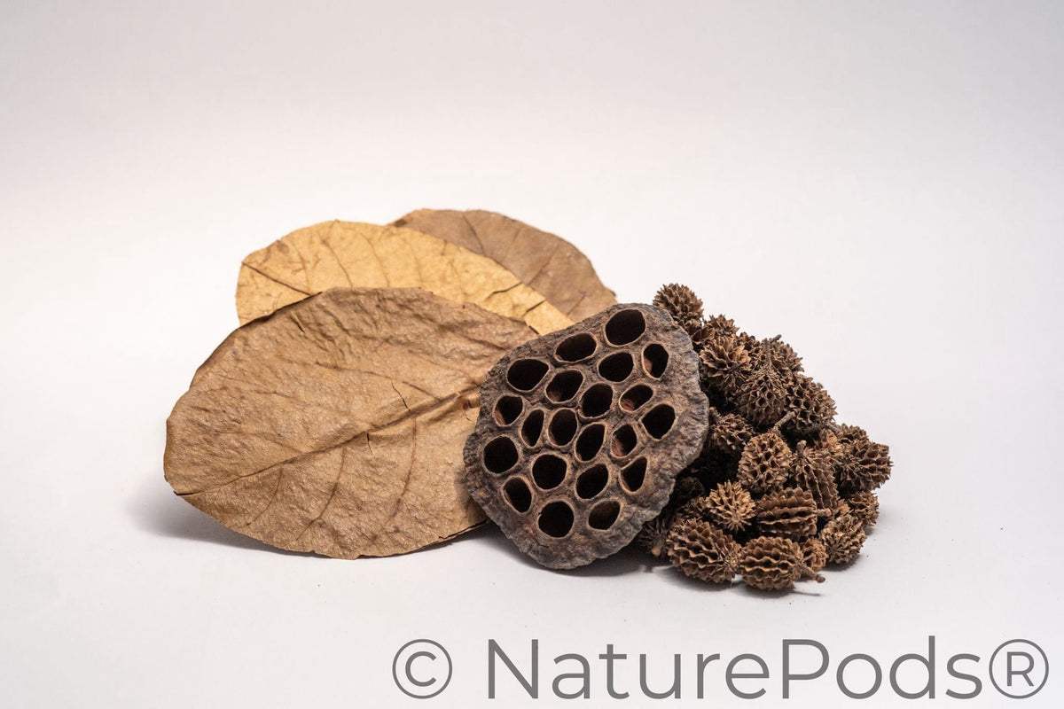 Aquarium Botanical Tannin Pack - Catappa Leaves, Casuarina Cones, Lotus Seed Pod