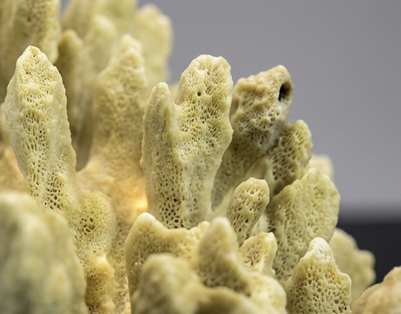Green Fire Slab Coral (Millepora complanata)