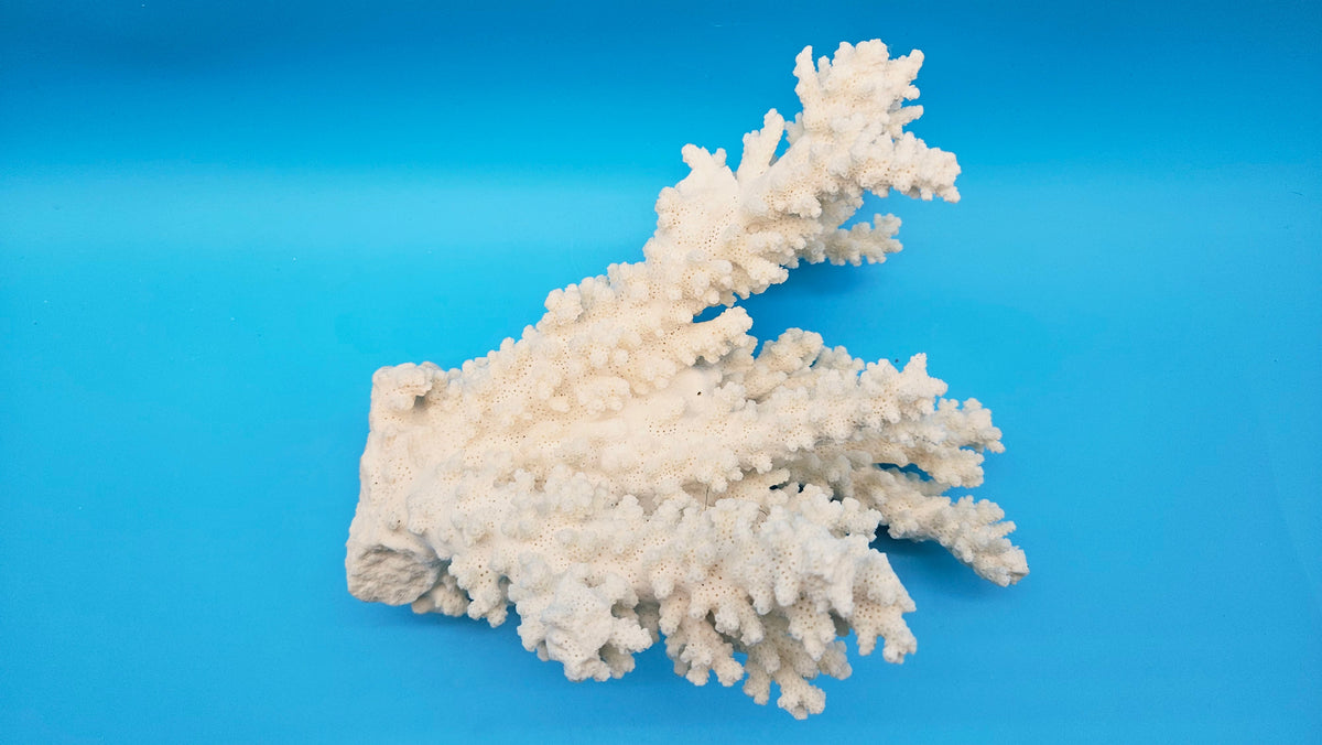 White Branch Coral (Acropora florida) - 9" x 7"