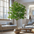 Indoor/Outdoor Big Pieris Japonica Bonsai