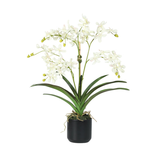 Orchid Arrangement in Vase - 24"