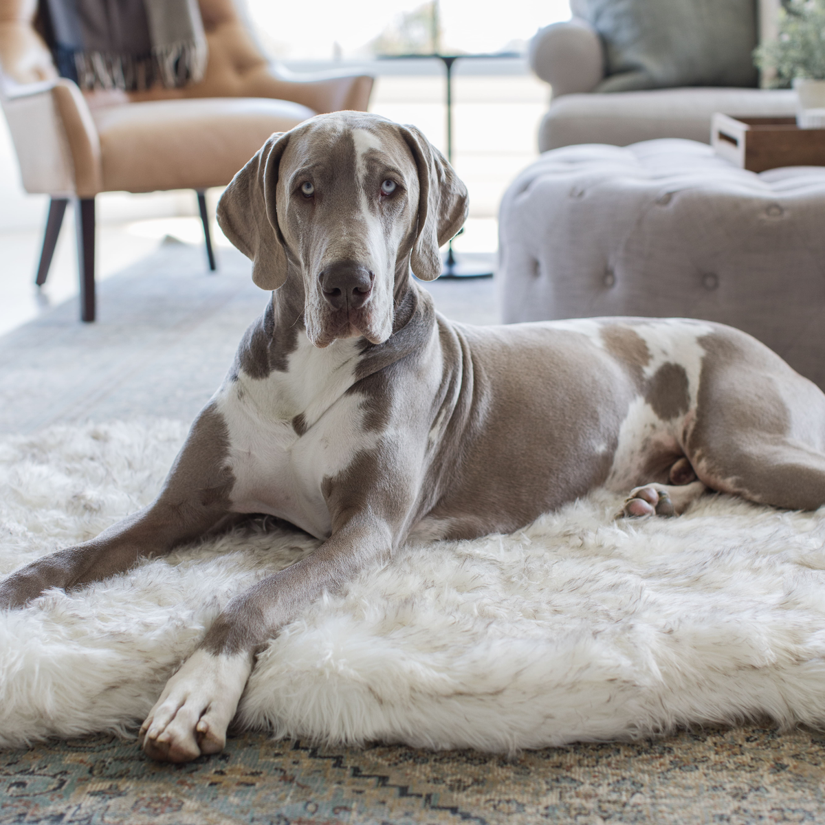 Cuccia ortopedica per cani in pelliccia sintetica PupRug di Paw.com® - Modello Curve bianco con dettagli marroni