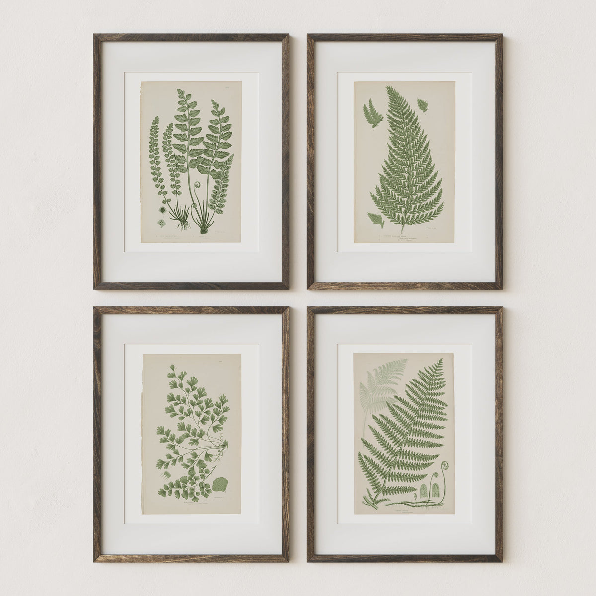 Antique Ferns Set of 4 In French Gray and Green