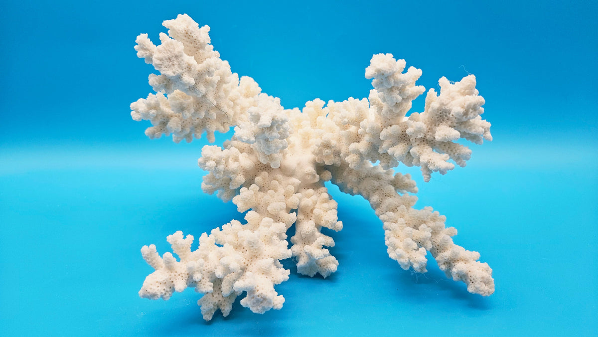 White Branch Coral (Acropora florida) - 9" x 7"