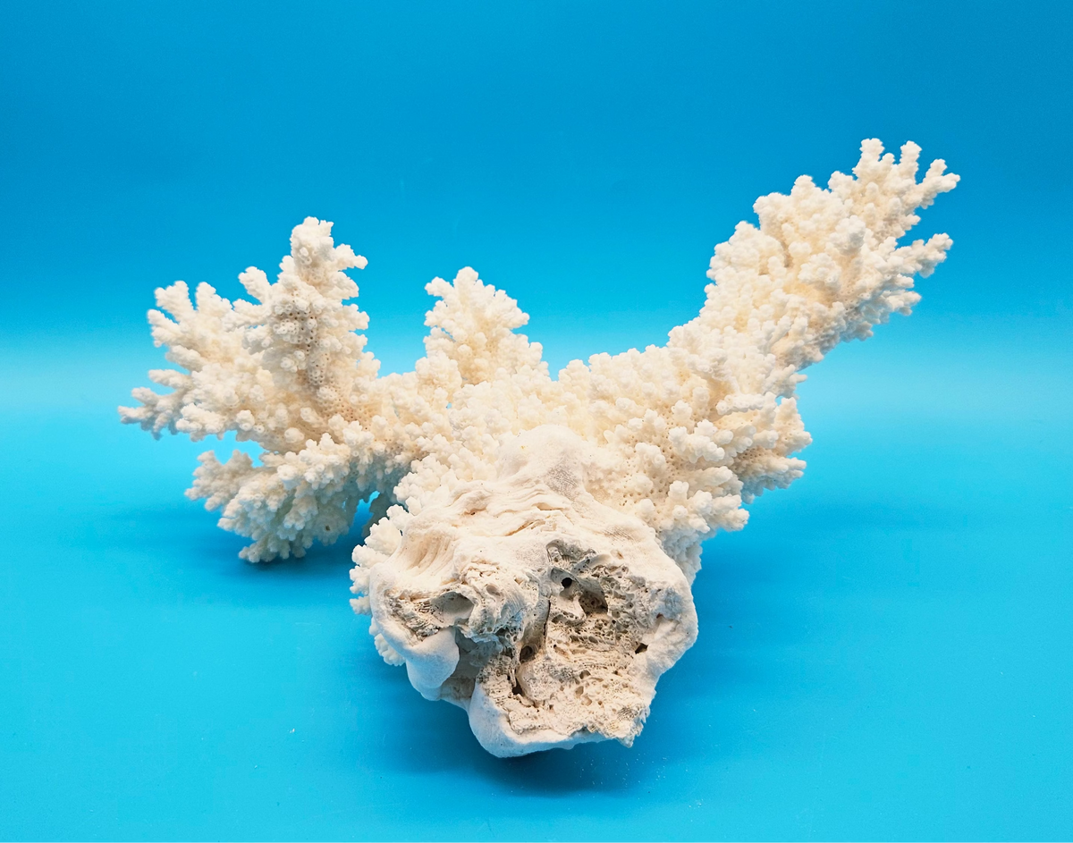 White Branch Coral Specimen (Acropora florida) - 12" x 10.5"