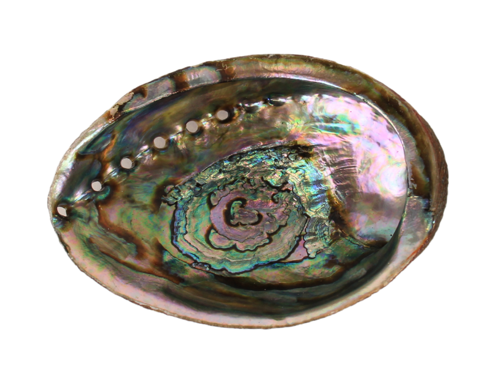 Abalone Shell