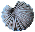 Ocean Muse Porcelain Cockle Shell Vase