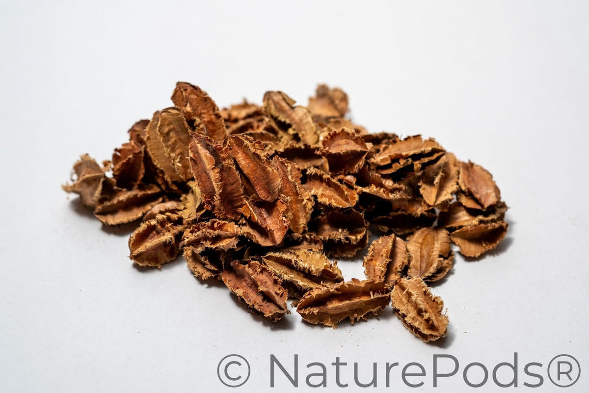 Mini Arjuna Seed Pods