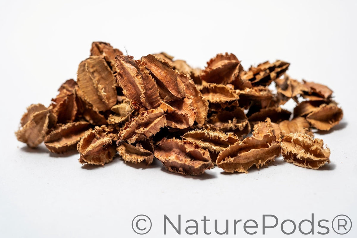 Mini Arjuna Seed Pods