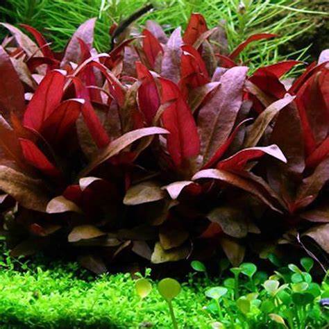 Alternanthera Reineckii "mini" (6+ stems)