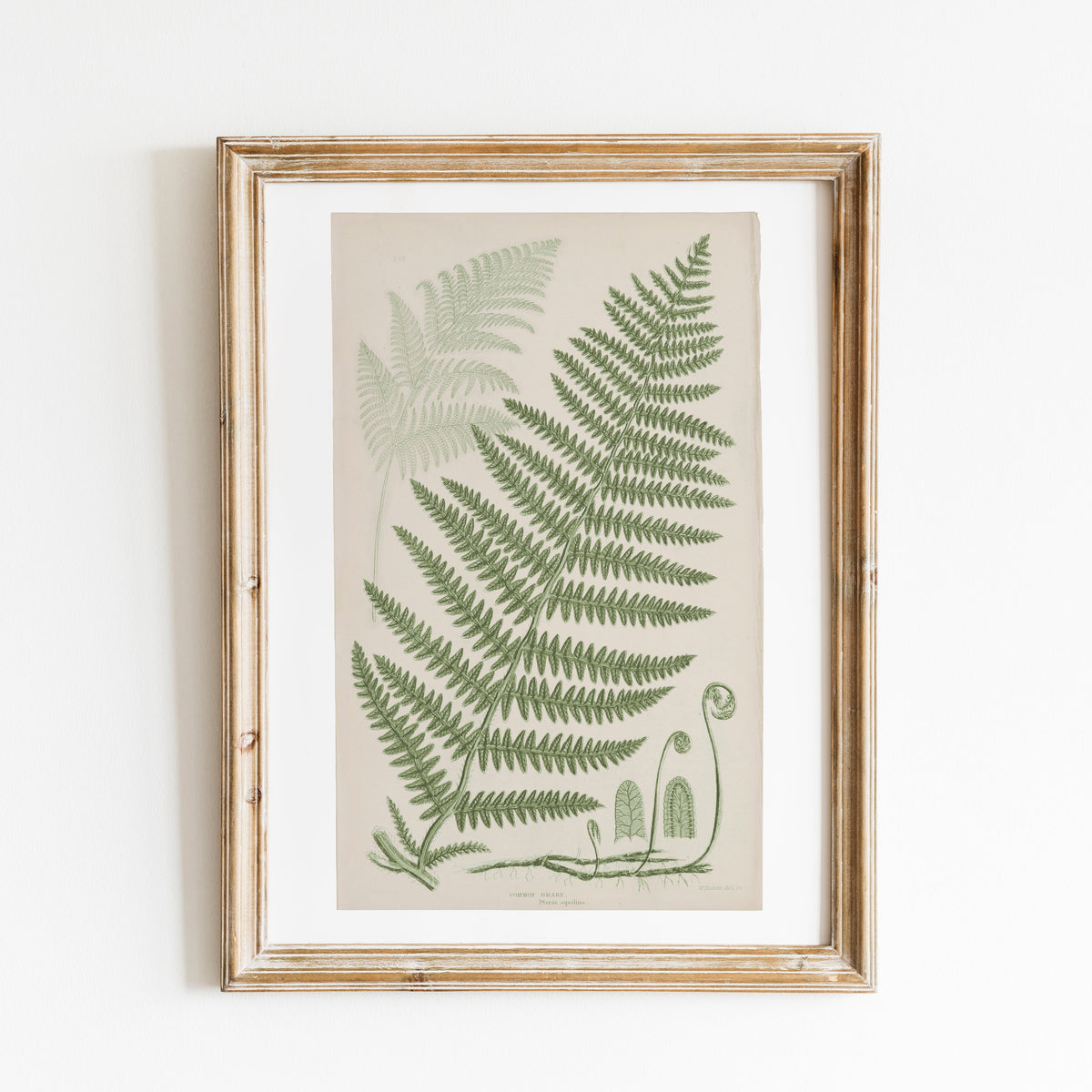 Antique Ferns Set of 4 In French Gray and Green