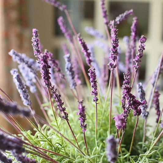 Stelo di lavanda artificiale di Provenza, 53 cm, in seta