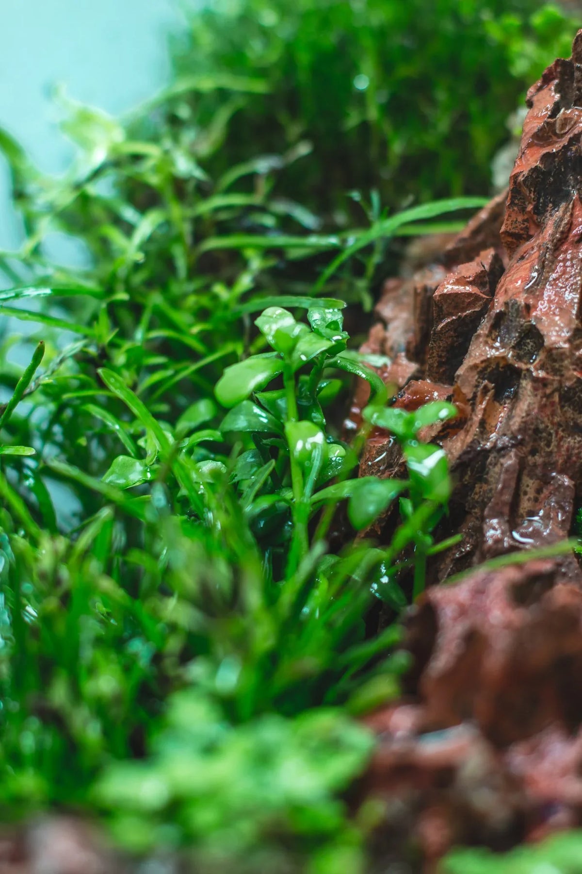 Bacopa Monnieri/Monneywort (6+ stems)