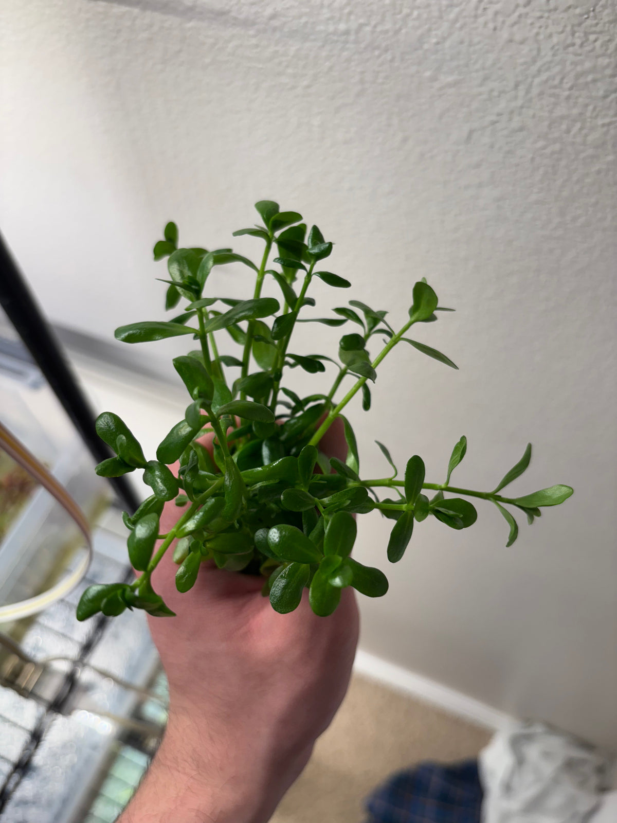 Bacopa Monnieri/Monneywort (6+ stems)