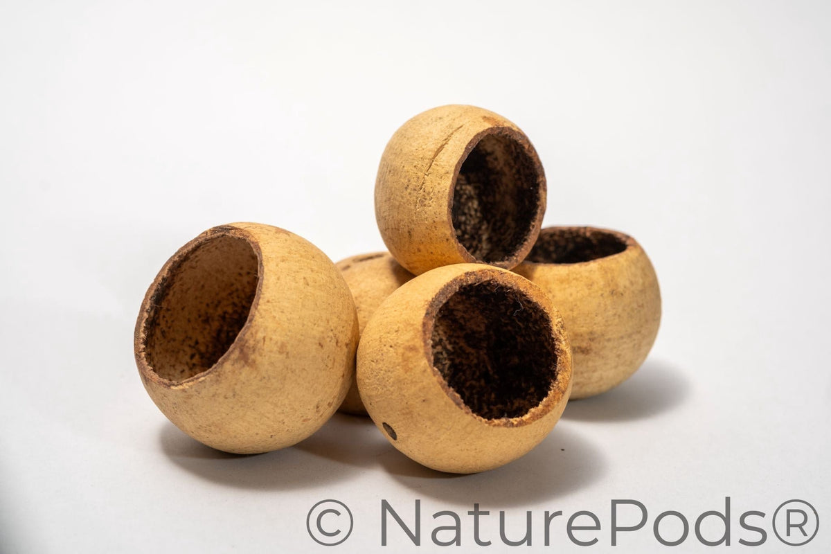 Large Bell Cups