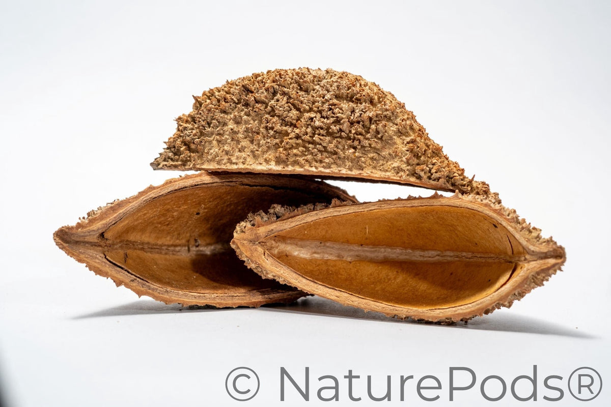 Bolsa Pastor Urchin Pods