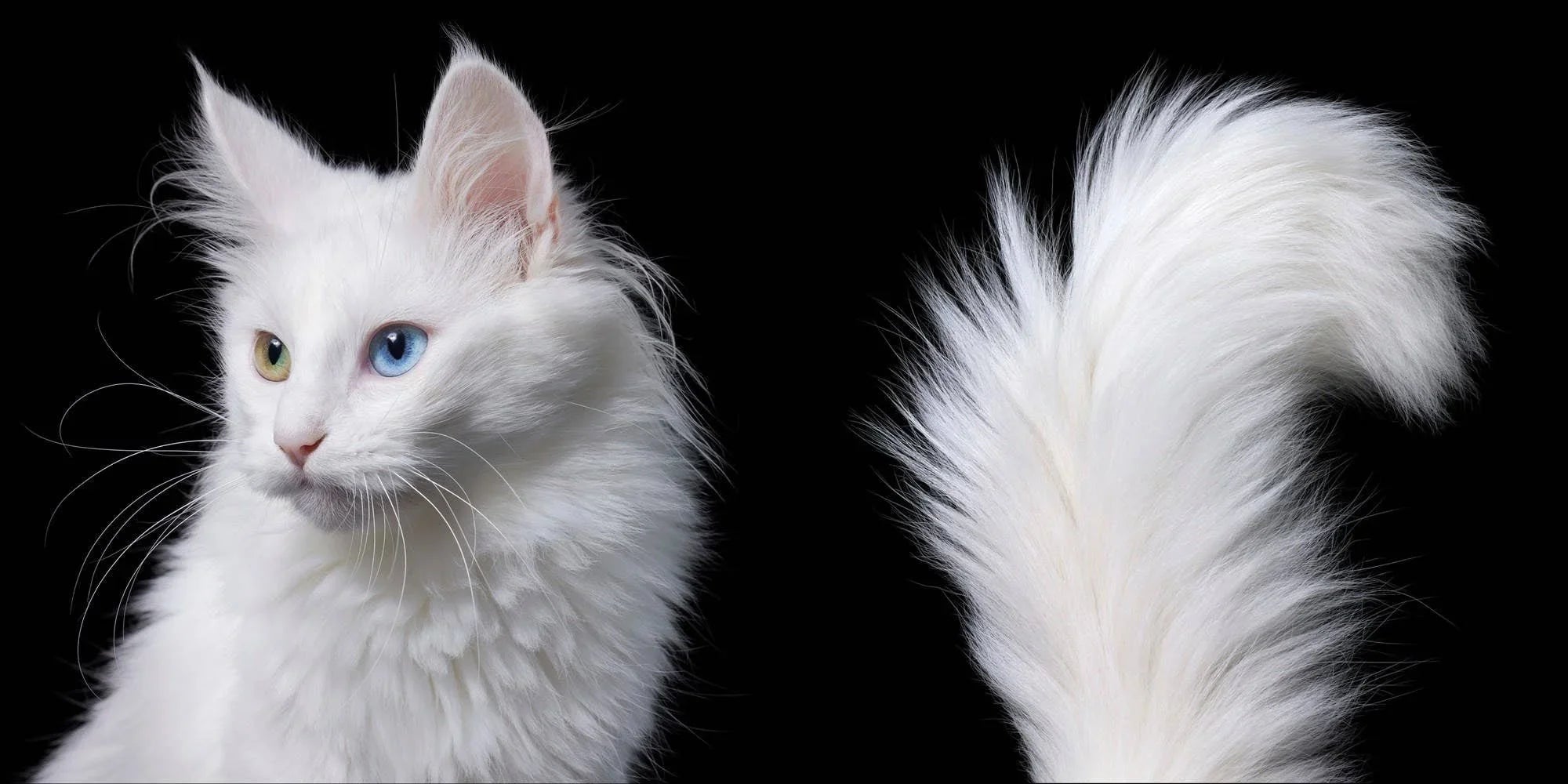 Feline Cat Portrait Photography Coffee Table Book